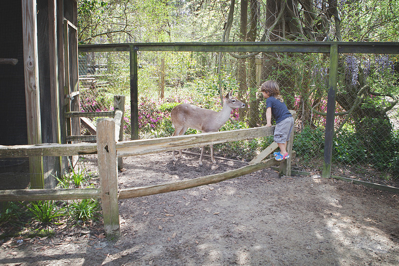 magnolia plantation and garden charleston sc