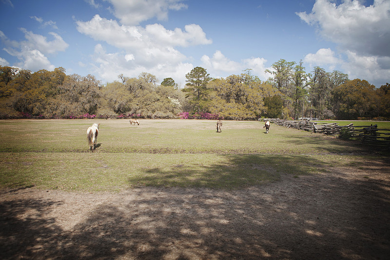 magnolia plantation and gardens charleston sc